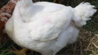 Ayam kembang latar