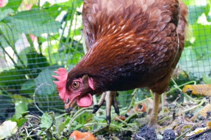 Manfaat tomat untuk ayam