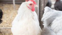 Penyebab tembolok ayam besar