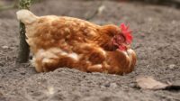 Obat herbal tembolok ayam tidak turun