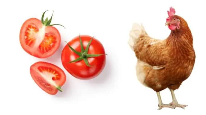 Chickens