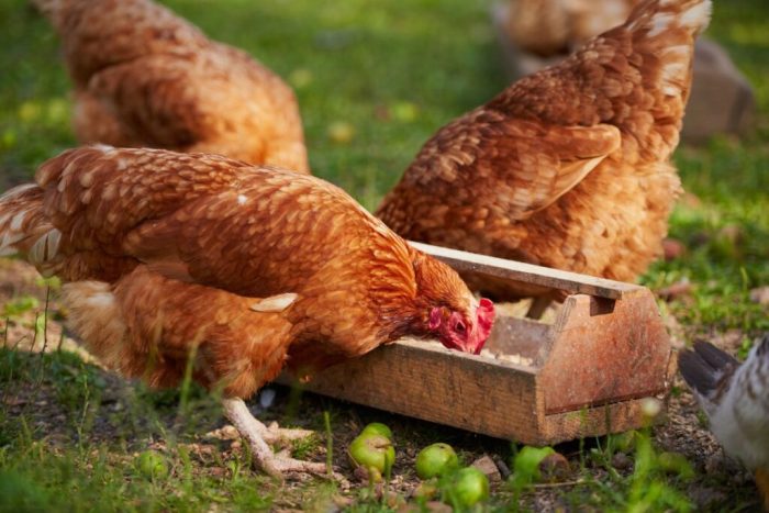 Livestock broiler Cara mengatasi ayam tidak turun tembolok