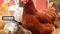 Obat ayam tembolok tidak turun