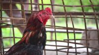 Nama nama ayam juara di thailand