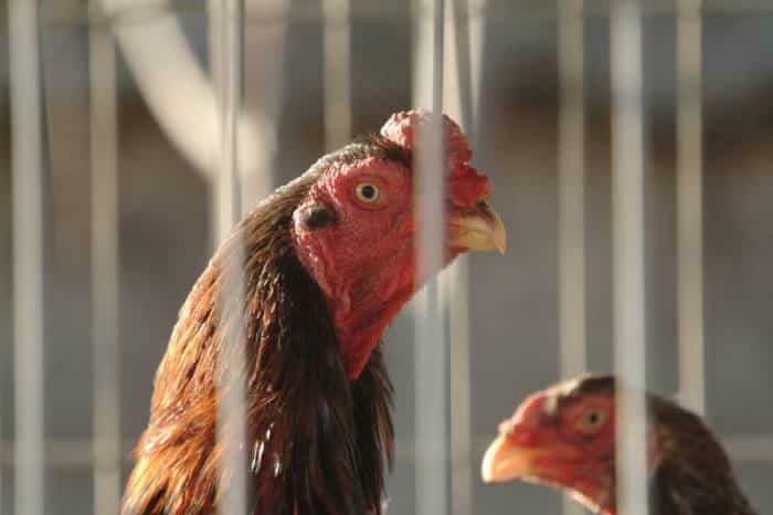 Chicken chickens shamo breeds silkie alchetron bantam game fowl tavuk choose board animals