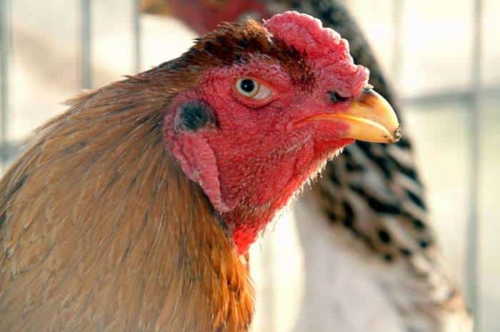 Jenis ayam siam