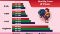 Harga ayam joper hari ini