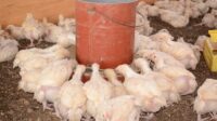 Cara merawat ayam broiler
