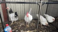 Harga ayam bangkok umur 3 bulan