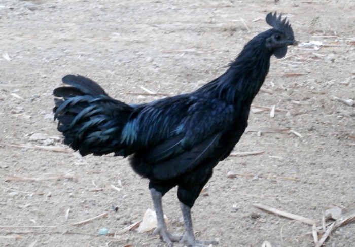 Cemani ayam chicken indonesian expensive breed most indonesia