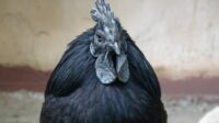 Harga ayam cemani untuk ritual