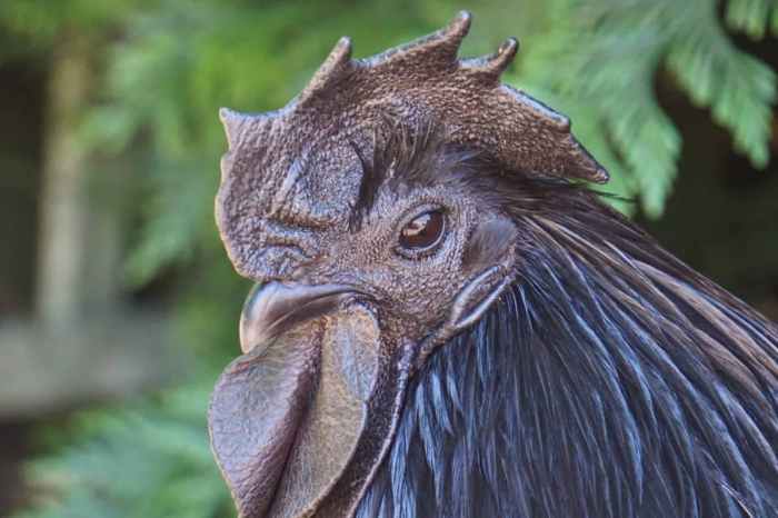 Manfaat ayam cemani