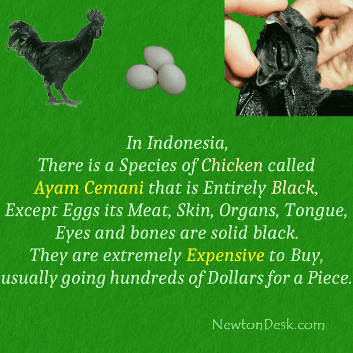 Manfaat ayam cemani