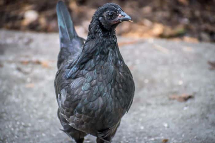 Harga ayam cemani untuk ritual