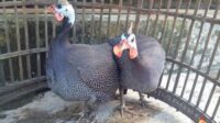 Ayam mutiara jantan dan betina