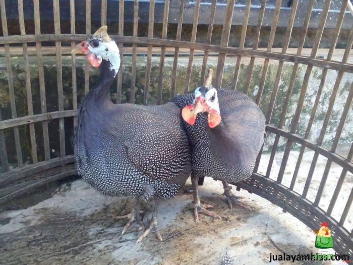 Ayam mutiara jantan dan betina