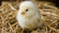 Cara melatih ayam bangkok dari kecil