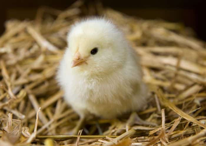 Cara melatih ayam bangkok dari kecil