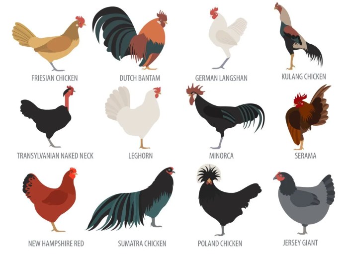 Macam macam ayam