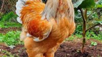 Chickens breed