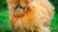 Gambar anak ayam bangkok yang bagus