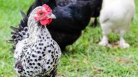 Manfaat Ayam Hias