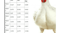 Tabel bobot ayam joper