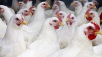 Anak ayam broiler