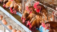 Bisnis ayam potong dengan pt