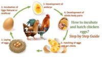 Berapa hari telur ayam menetas di mesin penetas