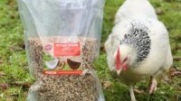Bibit ayam bangkok