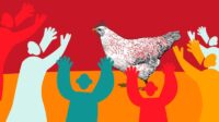 Chicken chickens breed history meat breeds before domestic genetics source raising selecting tips wiki origin genetic they count purpose dual