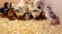 Harga ayam pelung putih