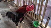 Apa itu ayam joper