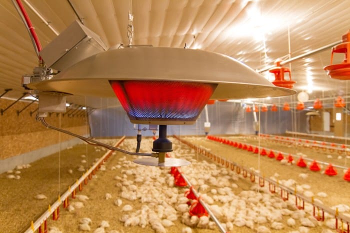 Pemanas ayam broiler