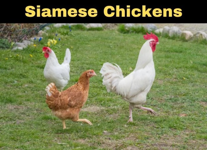 Jenis ayam siam