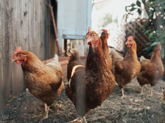Anak ayam joper