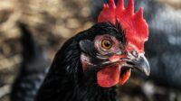 Ayam cemani