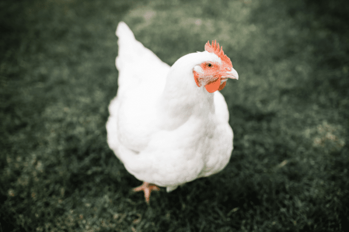 Chickens breeds chicken breed awesome three farm find there right farming