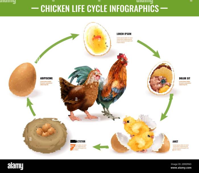 Proses pertumbuhan ayam dari telur