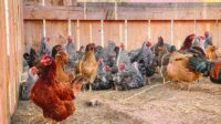 Budidaya ayam kampung petelur