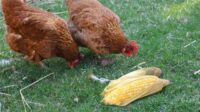 Efek samping jagung buat ayam bangkok