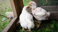Jenis ayam broiler