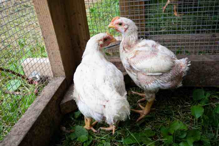 Jenis ayam broiler