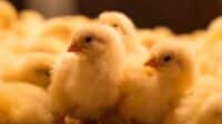 Apa itu doc pada ayam
