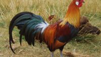 Phoenix breed raising appearance tf