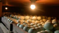 Cara menetaskan telur ayam dengan lampu