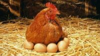 1 ekor ayam petelur menghasilkan berapa telur
