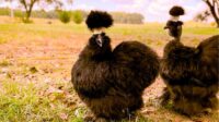 Galeri Ayam Hias