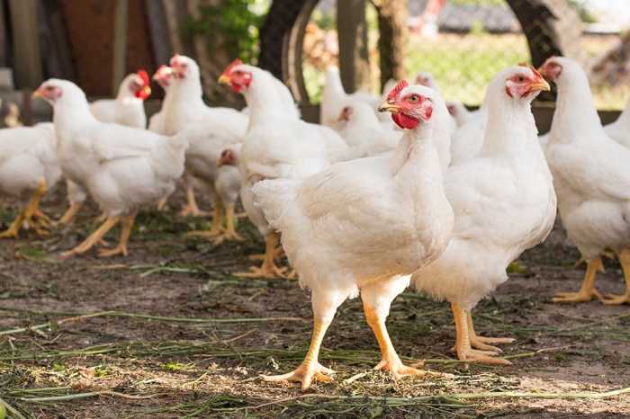 Jenis ayam broiler